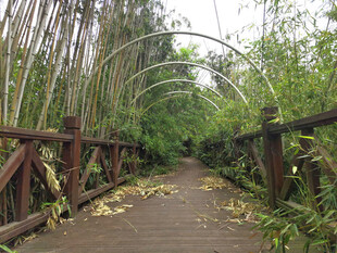 竹林小径