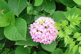 绣球花