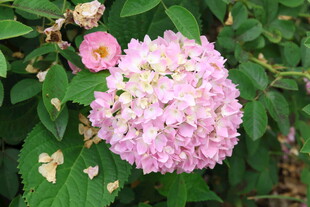 绣球花