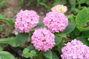 绣球花