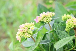 绣球花