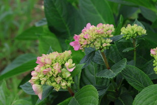 绣球花