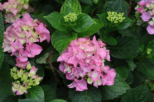 绣球花