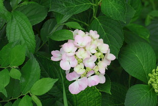绣球花