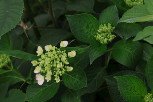 绣球花