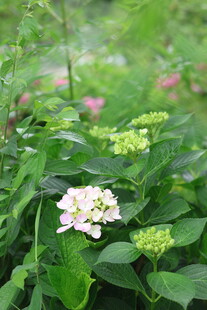 绣球花