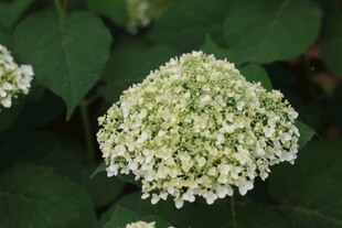 绣球花