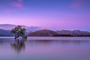 湖畔孤树映晚霞美景