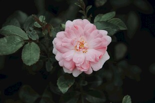 娇艳粉色蔷薇花特写