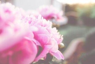 娇艳粉色芍药花绽放
