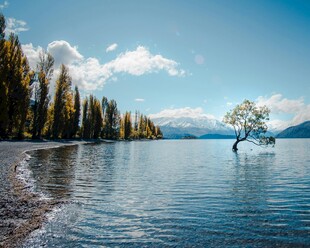 湖畔孤树美景