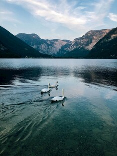 湖光山色中天鹅悠然游弋