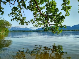 湖畔绿树映碧水美景
