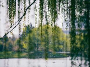 湖畔垂柳绿意盎然景色美