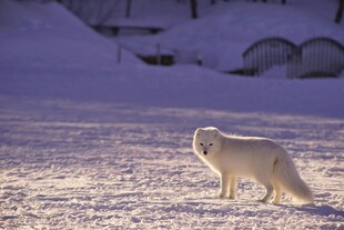 雪地中的白狐