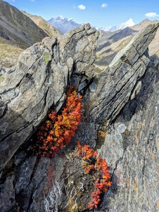 火山熔岩