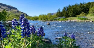溪边蓝花伴青山绿水