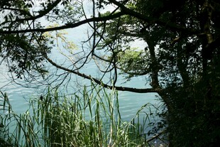 湖畔林间景致