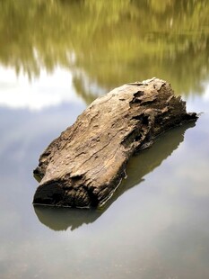 水中浮木