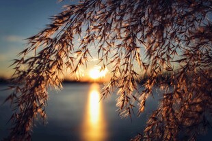 夕阳下的柳枝与波光湖面