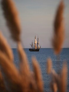 海上帆船与前景芦苇景观