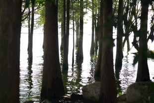 水上森林景观