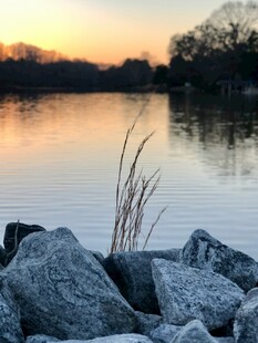 湖畔黄昏景 石苇映波光