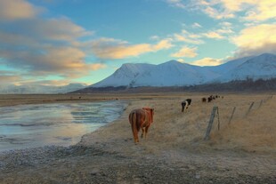 草原湖畔牛群漫步美景