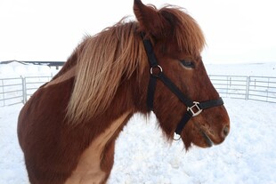 雪地中的棕色骏马