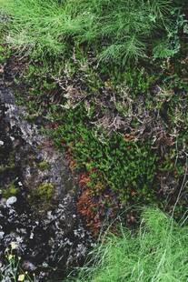 草地中的湿润泥土区域