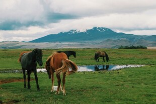 草原骏马与远山美景