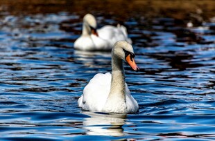 水中双天鹅悠然游动