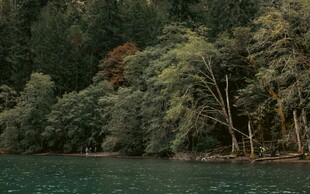 湖畔葱郁树林美景