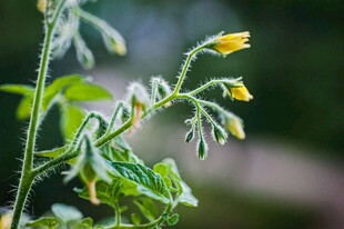 黄瓜花