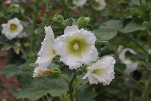 芙蓉葵