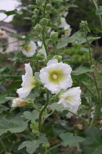 芙蓉葵