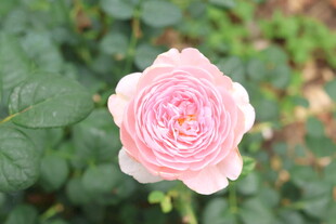 月季花