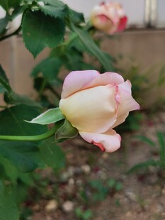 娇艳粉色月季花特写