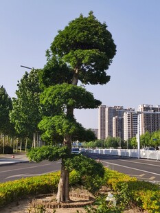 路边造型独特的景观树