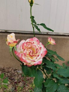 娇艳双色月季花绽放
