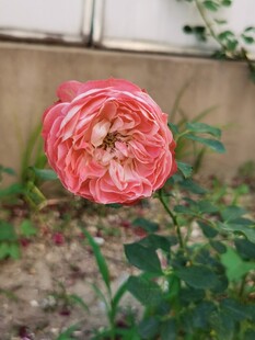娇艳粉色月季花特写