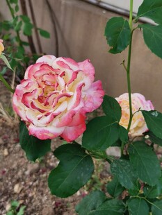 娇艳双色月季花绽放