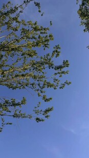 蓝蓝的天空天空