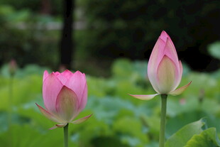 两朵粉嫩荷花含苞待放