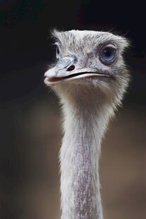 呆萌鸵鸟特写