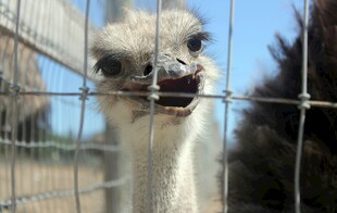 笼中鸵鸟好奇张望