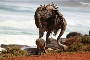 海边漫步的鸵鸟与幼崽