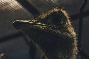 呆萌鸵鸟特写