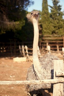 围栏边的鸵鸟