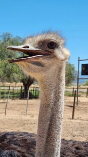 呆萌鸵鸟张嘴特写